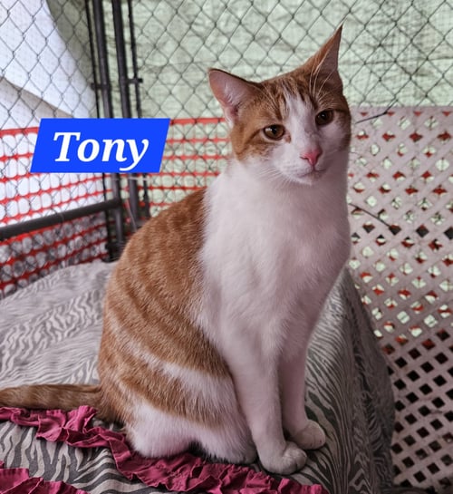TONY STARK - NC - Domestic Short Hair / Tabby for adoption in High Point