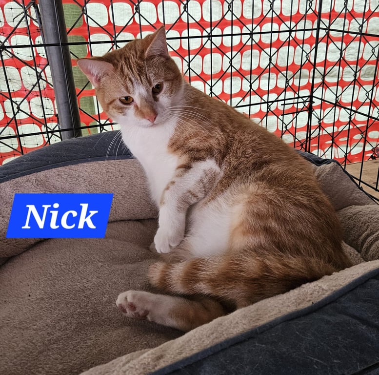 Nick Fury - NC Image