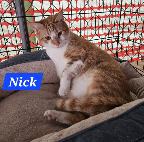 NICK FURY - NC - Domestic Short Hair / Tabby for adoption in High Point