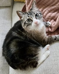 Mama Kitty - NC - Photo 1