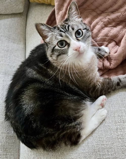MAMA KITTY - NC - Manx / Bobtail for adoption in High Point