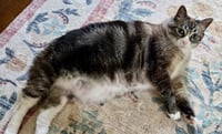 Mama Kitty - NC - Photo 2
