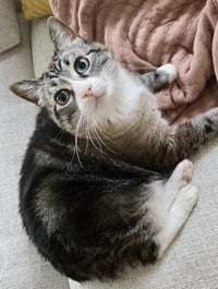 Mama Kitty - NC - Photo 4