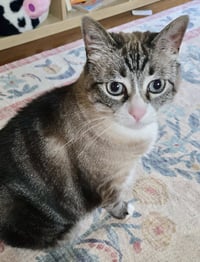Mama Kitty - NC - Photo 3