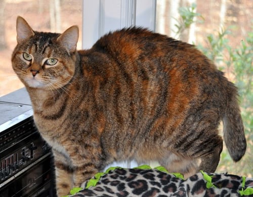 IRIS - Manx / Bobtail available for adoption