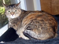 Iris - Photo 4