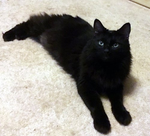 SEELEY - Manx / Cymric available for adoption