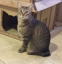 Scooter - Photo 1