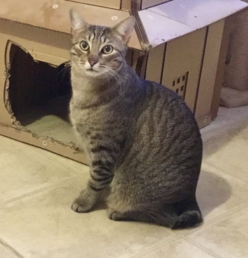 SCOOTER - Manx / Bobtail for adoption in High Point