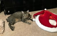 Scooter - Photo 2