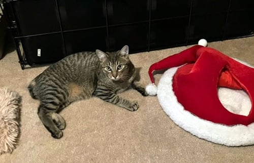 SCOOTER - Manx / Bobtail available for adoption
