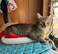 Scooter - Photo 4