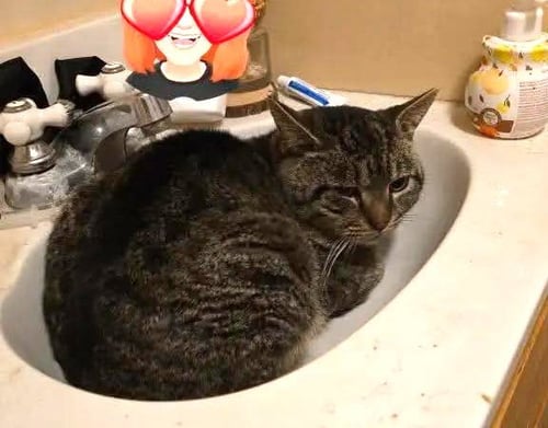 ROSCOE - NC - Bobtail / Manx available for adoption