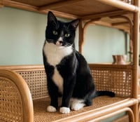 Mittens - NC - Photo 1