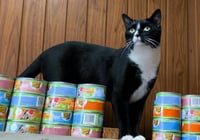 Mittens - NC - Photo 3