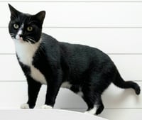 Mittens - NC - Photo 2