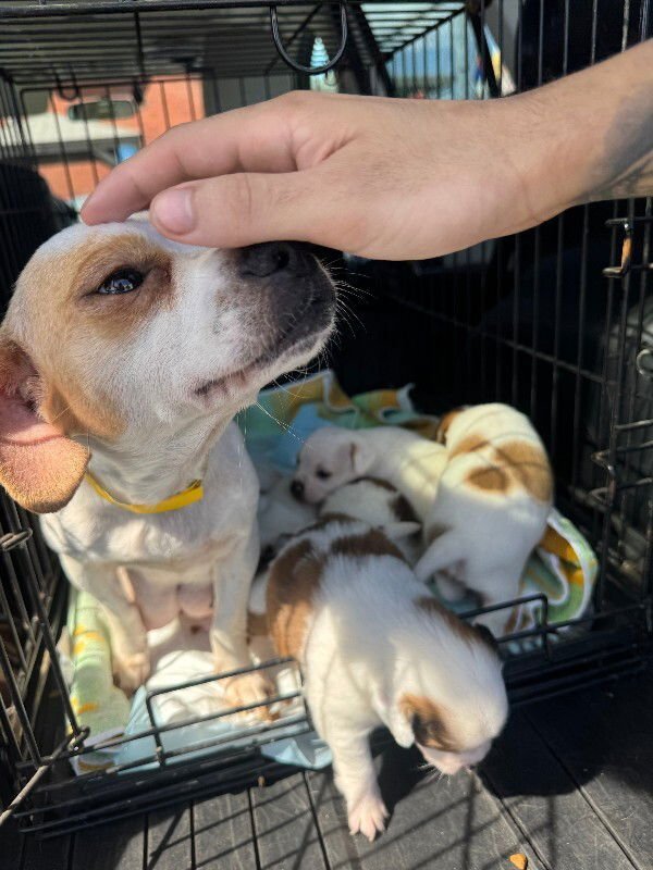 PIPPI - Jack Russell Terrier / Chihuahua available for adoption