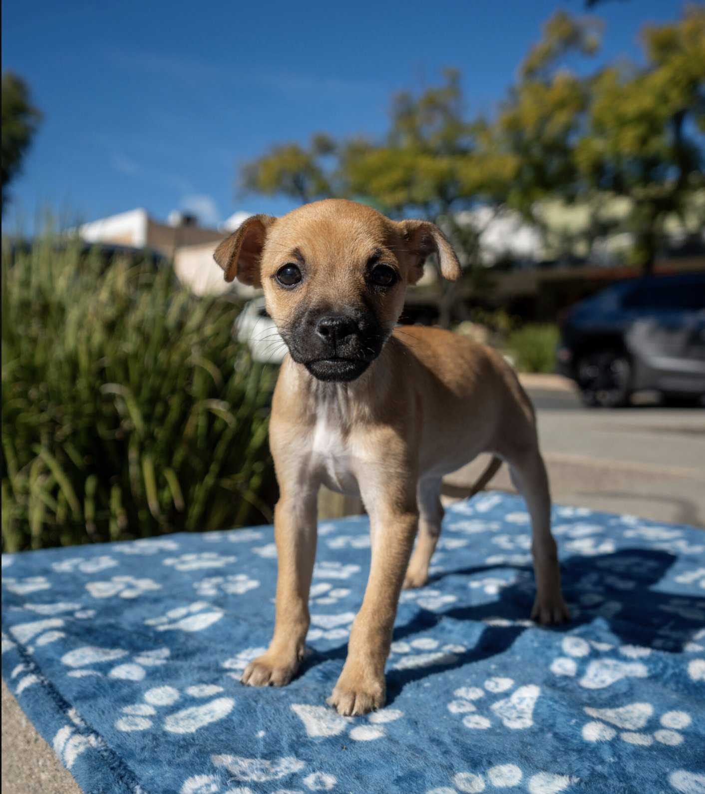 HANK - Chihuahua / Dachshund available for adoption