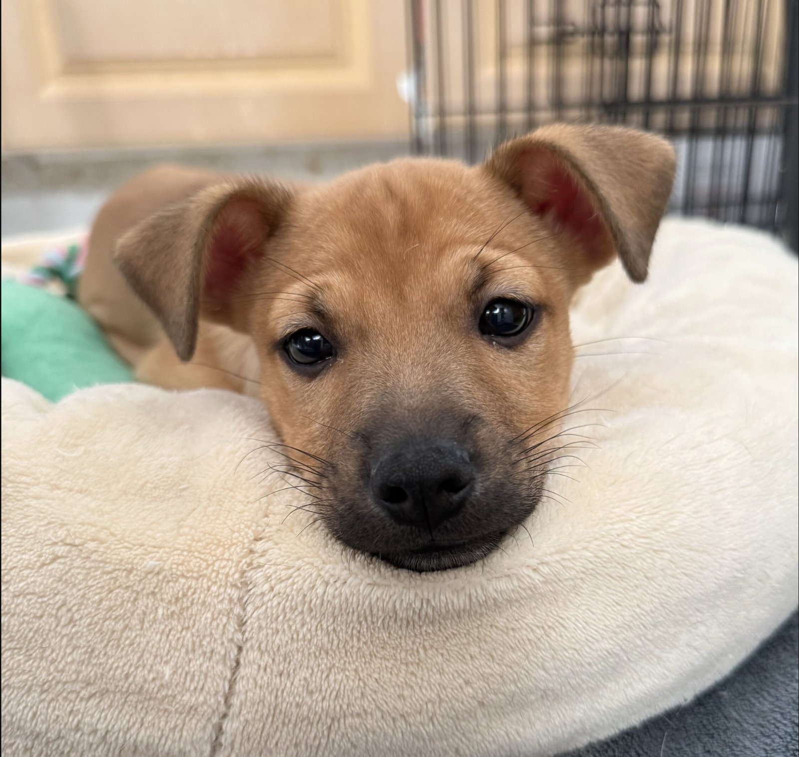 HANK - Chihuahua / Dachshund available for adoption