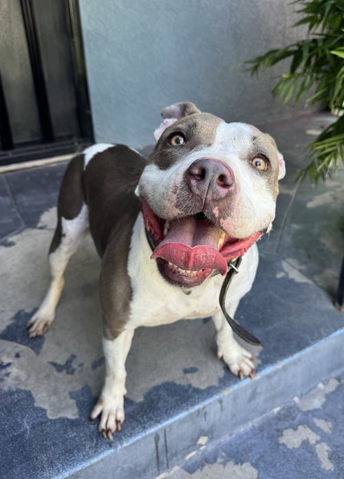 BUNNY - Pit Bull Terrier available for adoption