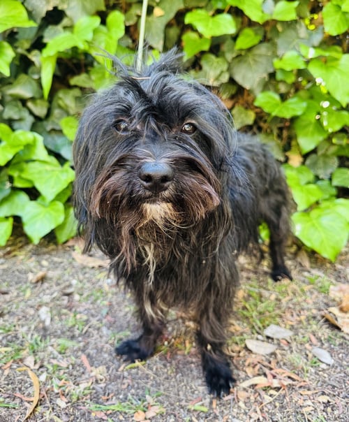 WILLIE - Maltese available for adoption