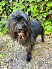 Willie - Photo 2