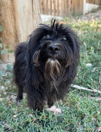 Willie - Photo 3