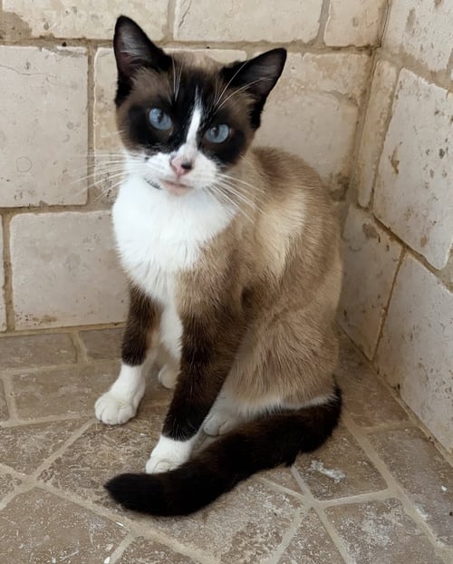 DAISY - Snowshoe available for adoption