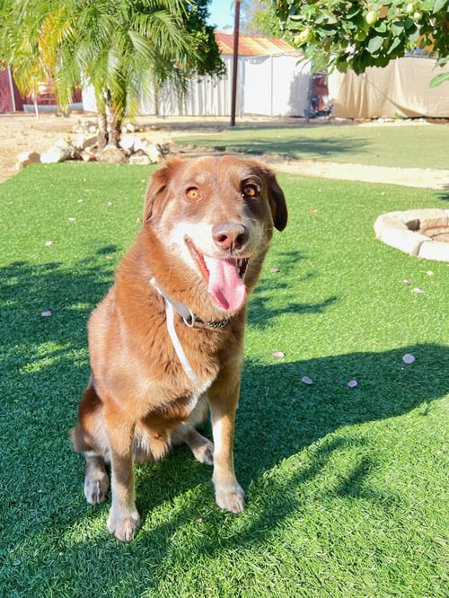 BUDDY - Australian Shepherd / Australian Shepherd available for adoption