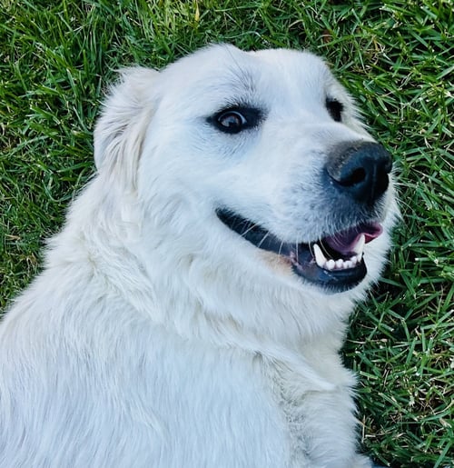 GUINEVERE - Great Pyrenees available for adoption