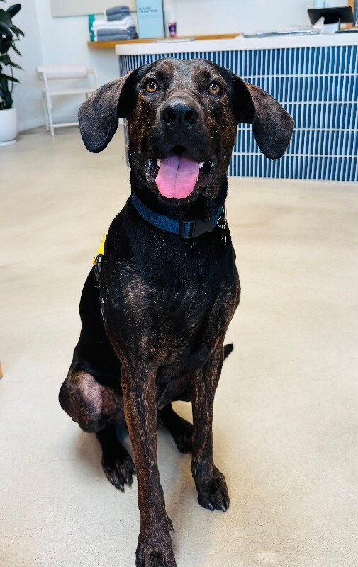 BARNEY - Great Dane available for adoption