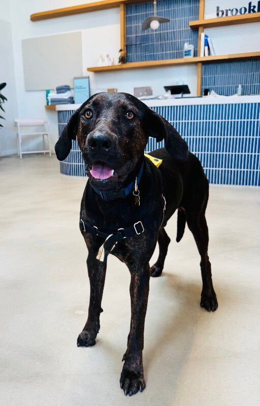 BARNEY - Great Dane available for adoption