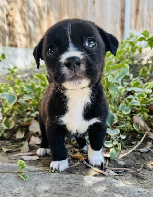 LADYBUG - Chihuahua available for adoption