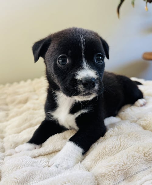 LADYBUG - Chihuahua available for adoption