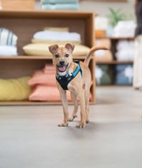 Hank - Photo 1