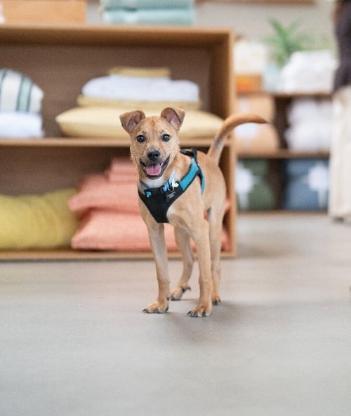 HANK - Chihuahua available for adoption