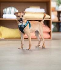 Hank - Photo 2