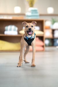 Hank - Photo 3