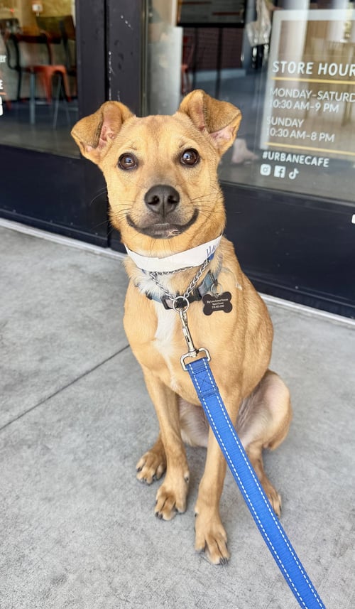 HANK - Chihuahua available for adoption