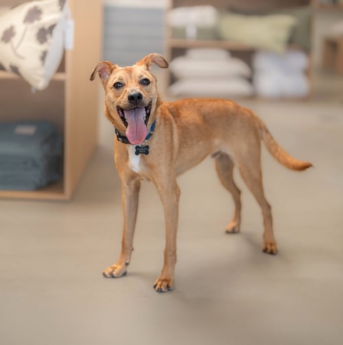 HANK - Chihuahua available for adoption