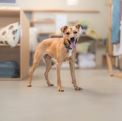 HANK - Chihuahua available for adoption