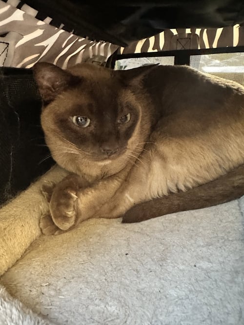 ISLA AND HAYMISH  CONTACT SYLVA - Siamese available for adoption
