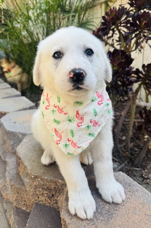 FUJI - Great Pyrenees available for adoption