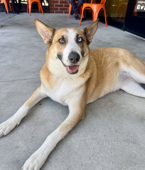 CHANI - Australian Cattle Dog/Blue Heeler / Australian Shepherd available for adoption