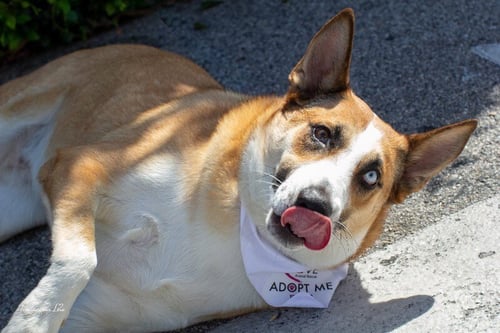 CHANI - Australian Cattle Dog/Blue Heeler / Australian Shepherd available for adoption
