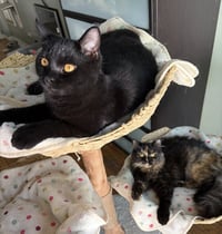 Jaguar and Amber Contact Sylva - Photo 4