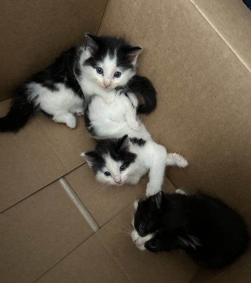 KITTENS  CONTACT SYLVA