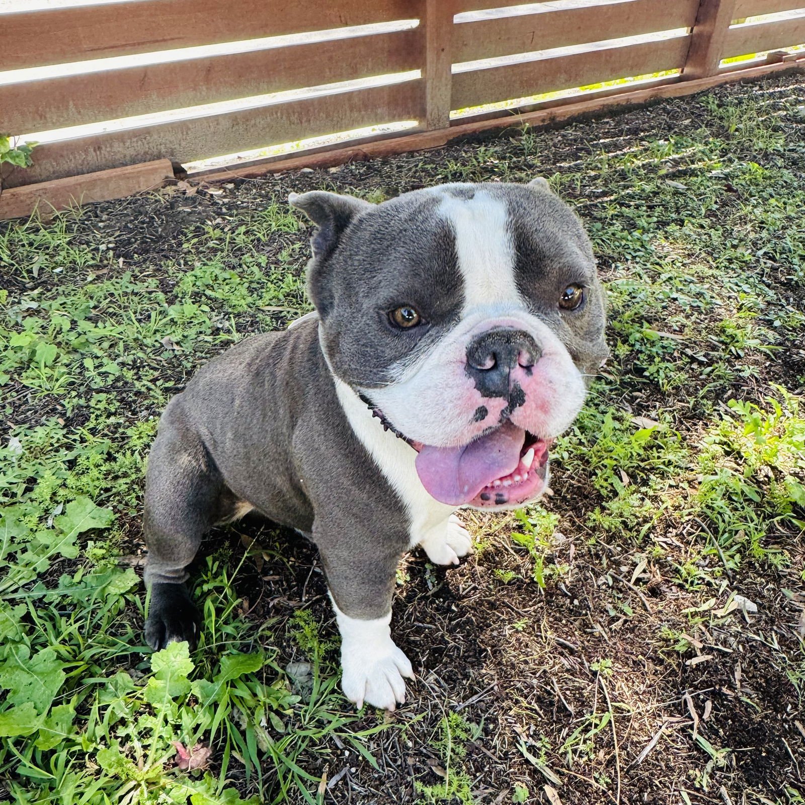 CALZONE - Bulldog available for adoption