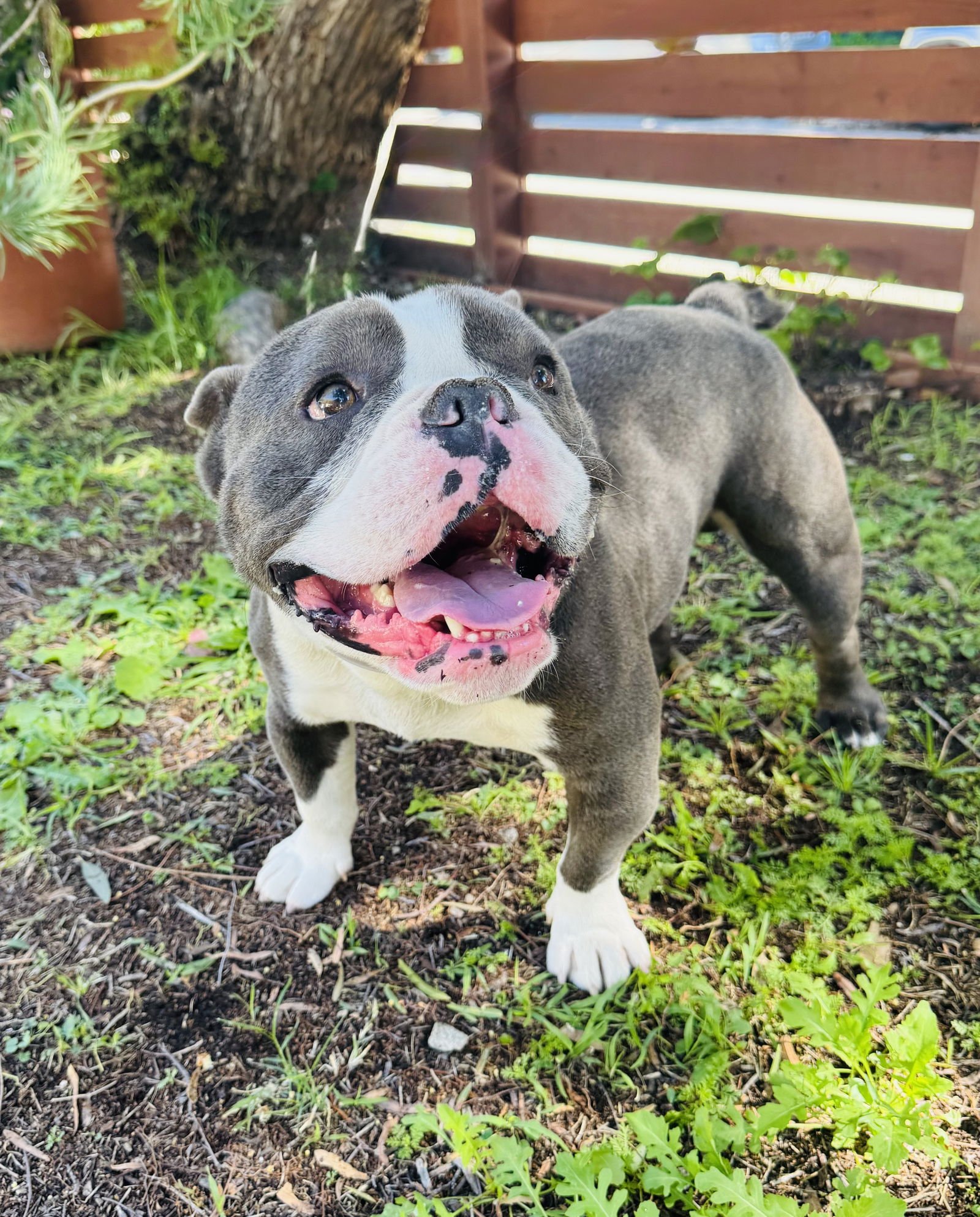 CALZONE - Bulldog available for adoption