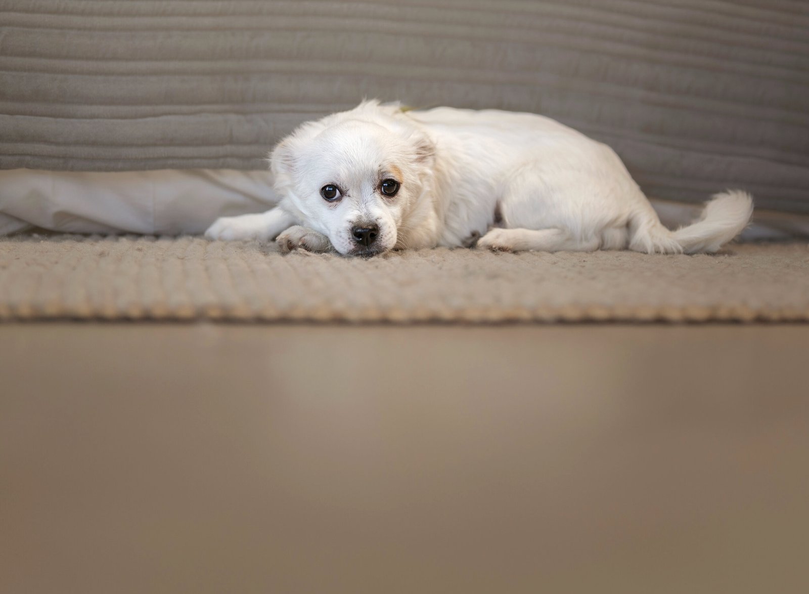 JACK WHITE - Corgi / Jack Russell Terrier available for adoption